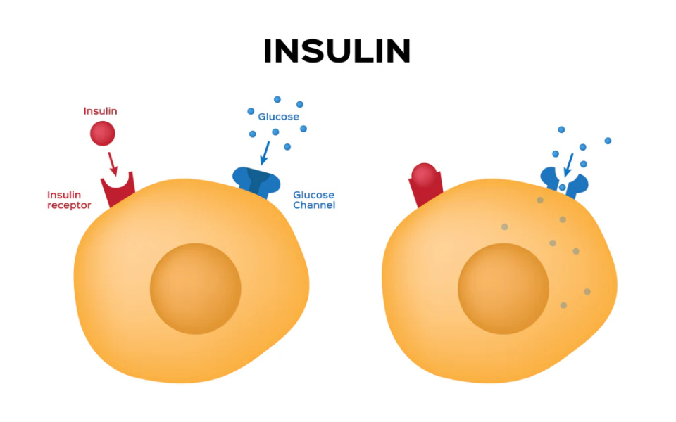 The Insulin Resistance-Hyperinsulinemia Cycle